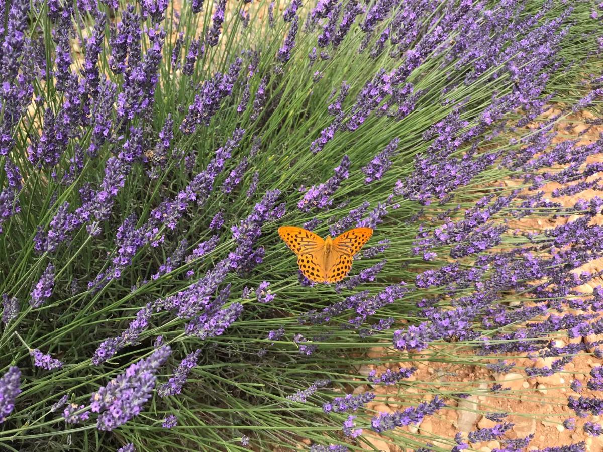 La Bastide De Jean Maison De Charme Dans Un Domaine Equestre Prive Grasse Exterior foto